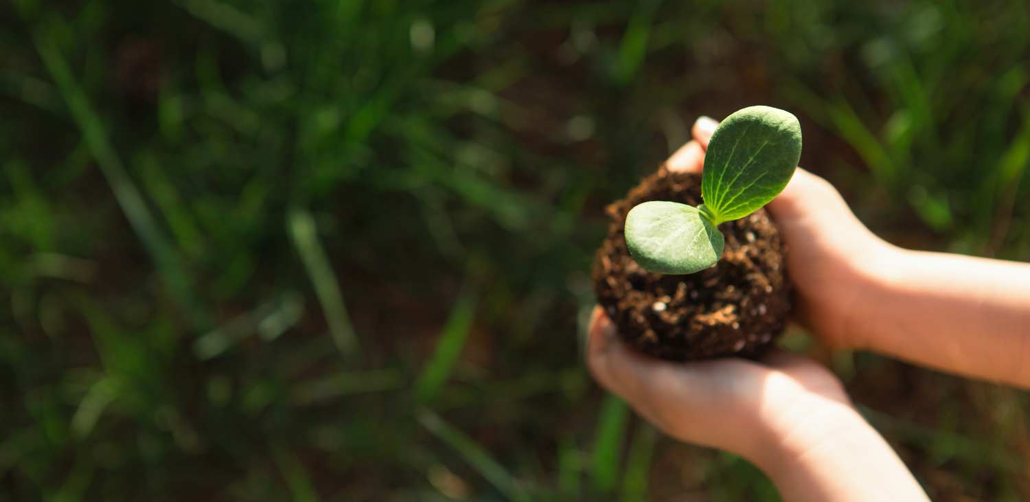 How to Stop Tree Sprouts from Stump - Backyard University