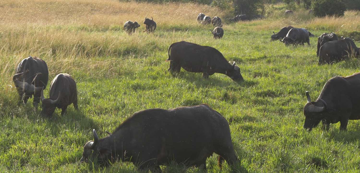 How To Identify Buffalo Grass Backyard University 