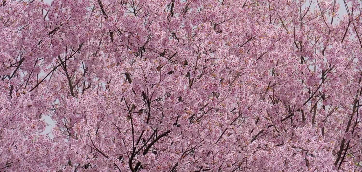 Do Cherry Blossoms Grow Cherries? - Backyard University