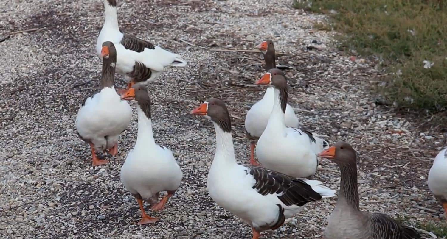 How To Keep Geese Out Of Your Yard - Backyard University