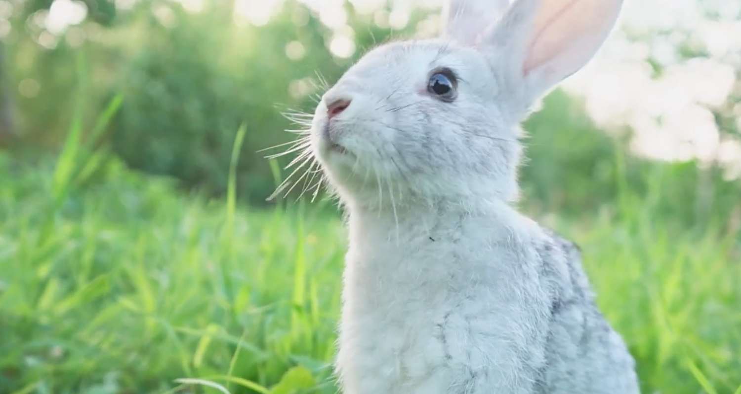 How To Get Rid Of Rabbits Under A Deck Backyard University