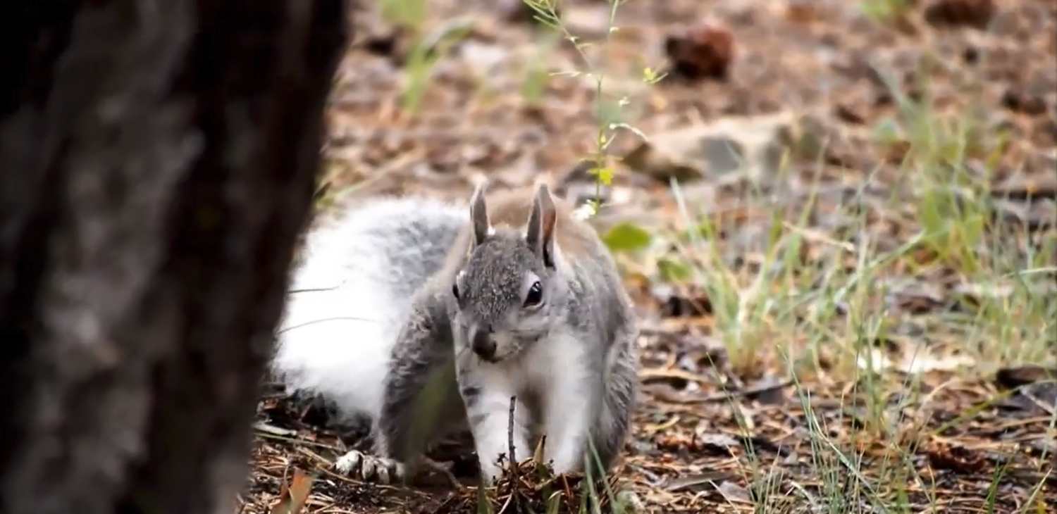 Why Do Squirrels Bury Nuts Backyard University