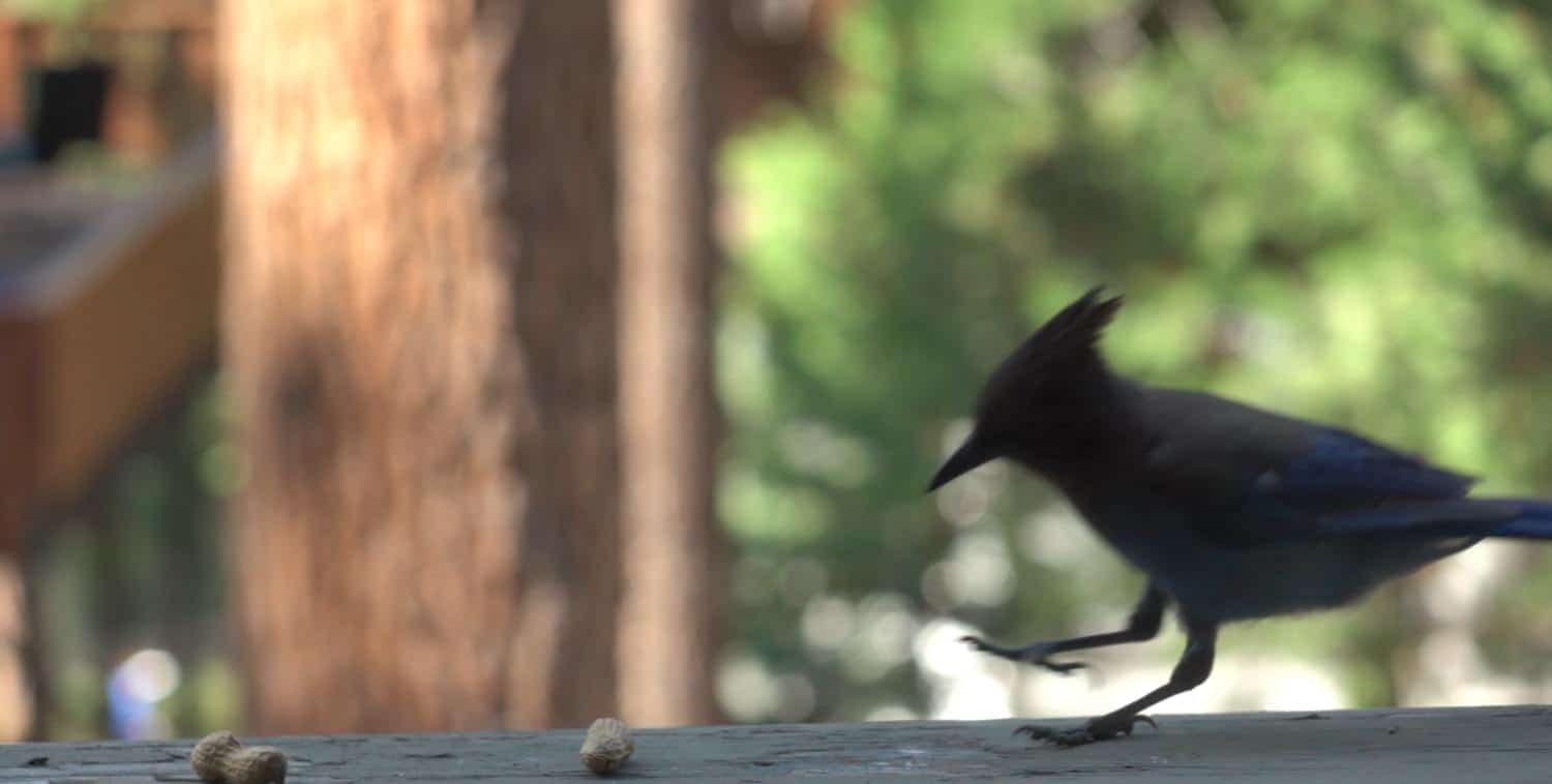 How To Keep Birds From Pooping On My Deck Backyard University