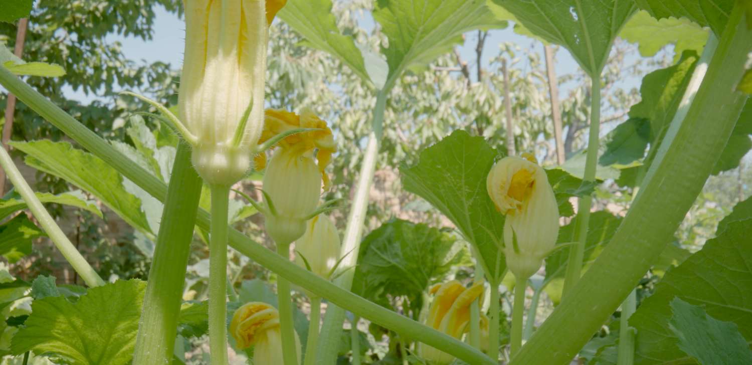 Do Zucchinis Need Full Sun Or Shade Backyard University